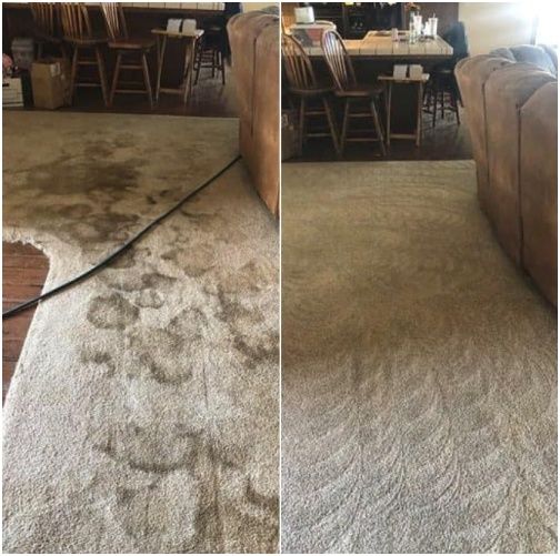 pet urine stain removal service